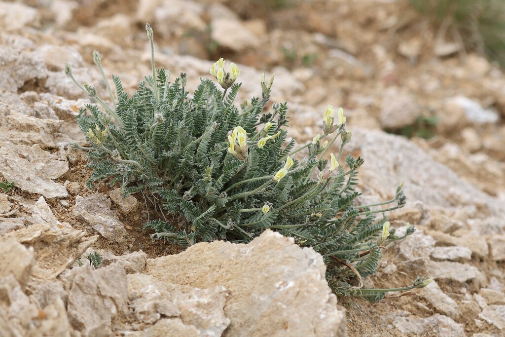 Oxytropis campestris; photograph (c) Antoine Thivolle, some rights reserved (CC BY)