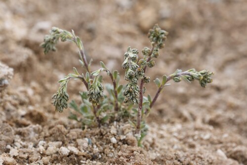 Artemisia genipi