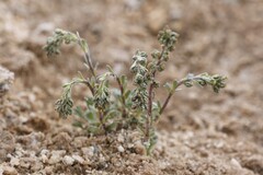 Artemisia genipi