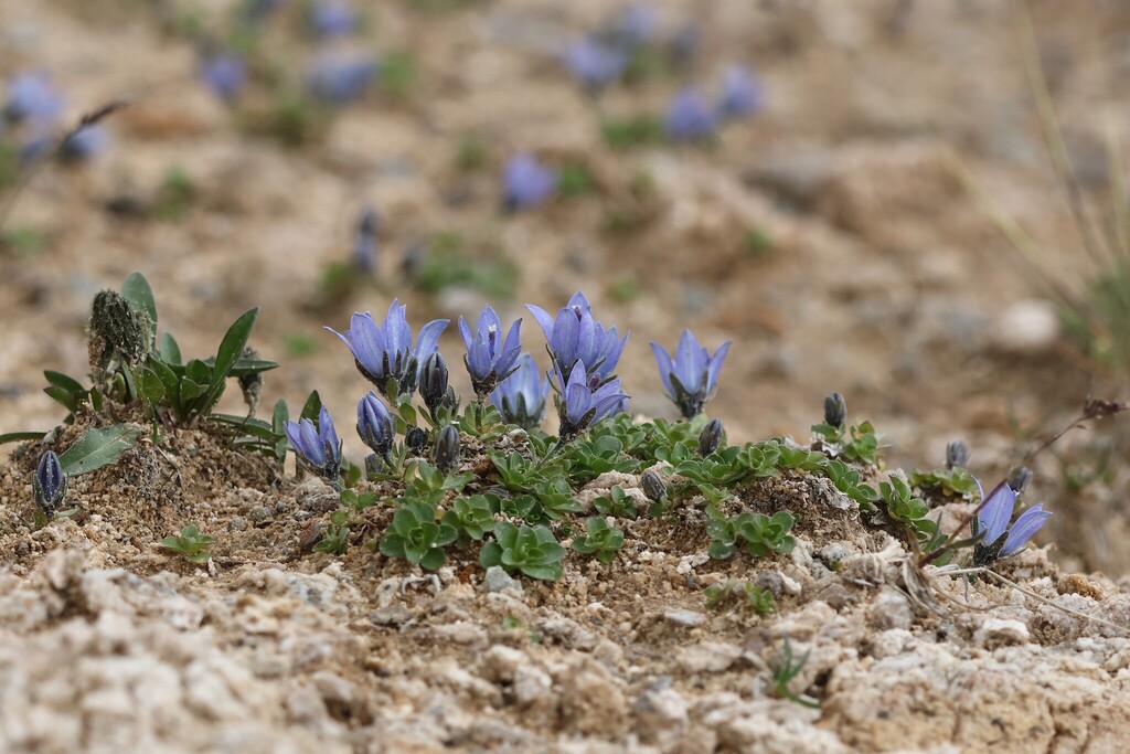 Campanula cenisia; photograph (c) Antoine Thivolle, some rights reserved (CC BY)