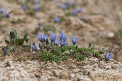 Campanula cenisia