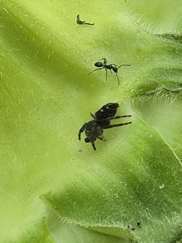 Bold Jumping Spider