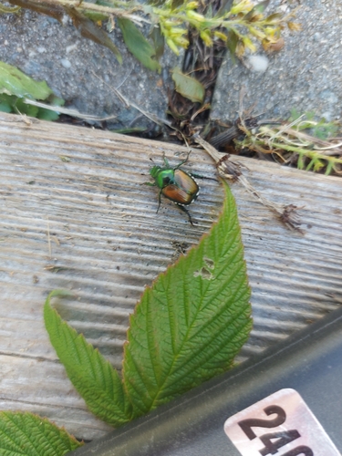 Japanese Beetle
