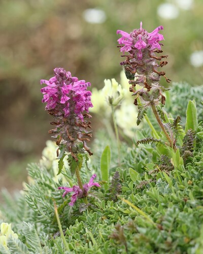 Pedicularis verticillata