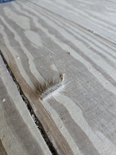 Fall Webworm Moth