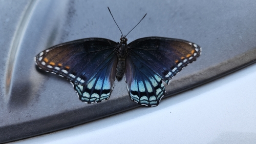 Red-spotted Admiral