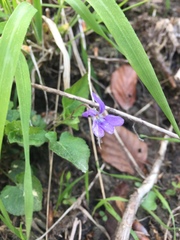 Viola