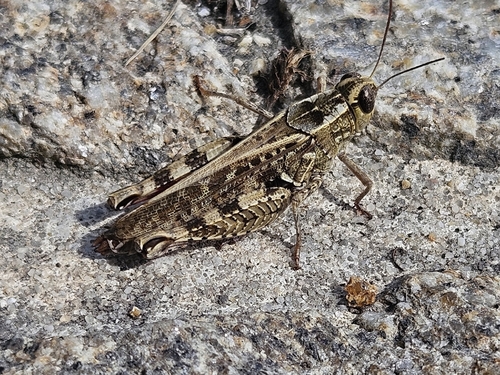 Barbary Grasshopper