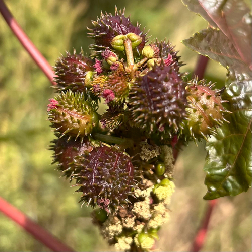 castor bean