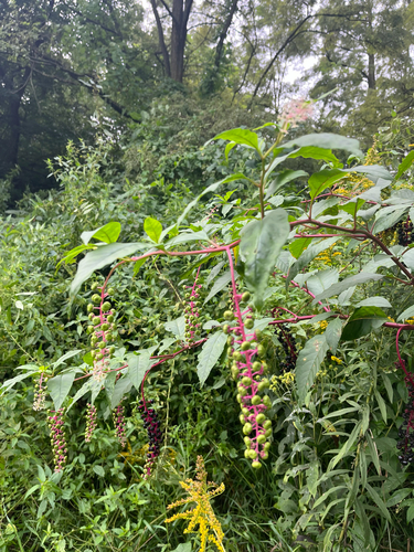 American pokeweed
