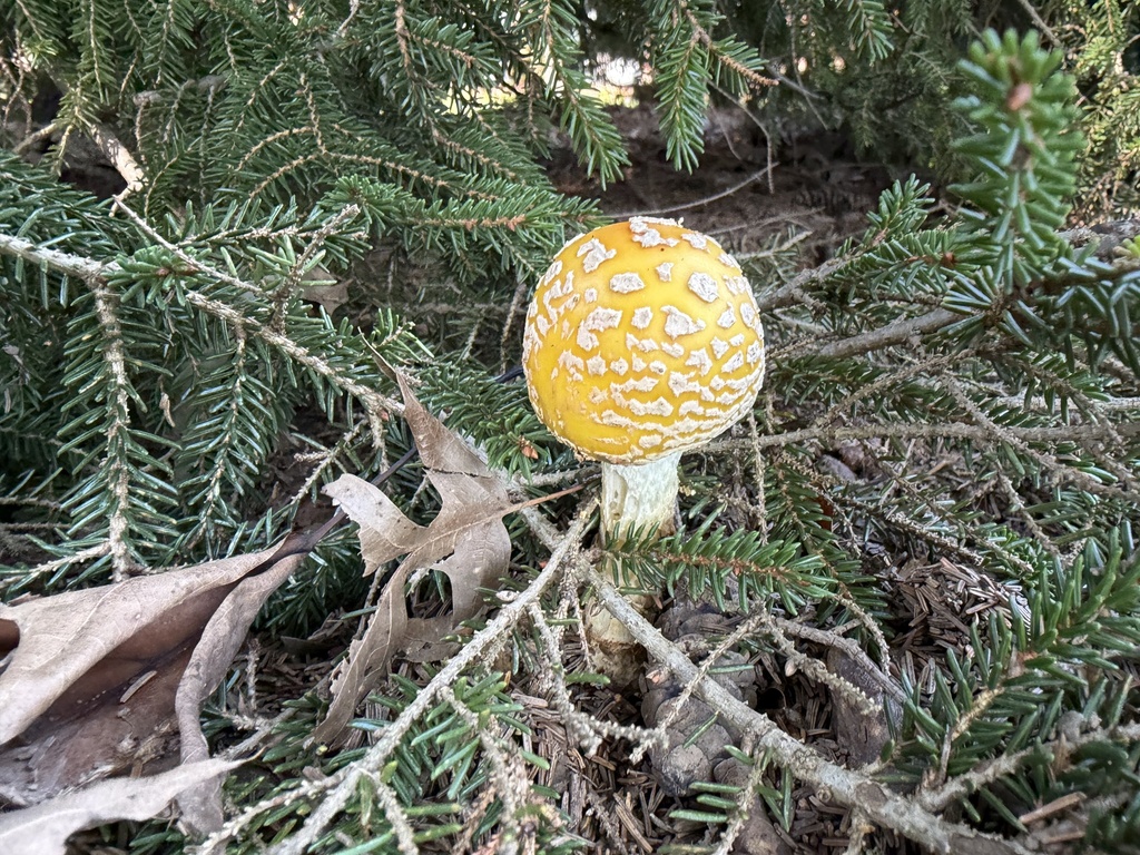American Yellow Fly Agaric · September 2026 · photo: Photo: (c) SiphonophoreSlinger, some rights reserved (CC BY) · iNaturalist