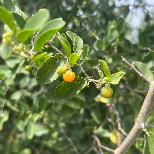 spiny hackberry