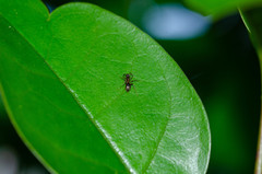 Lasius