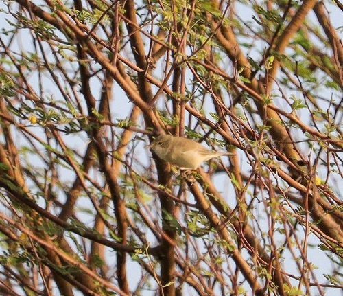 iNaturalist image
