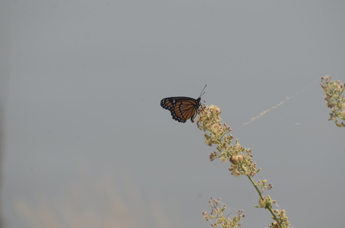 Viceroy