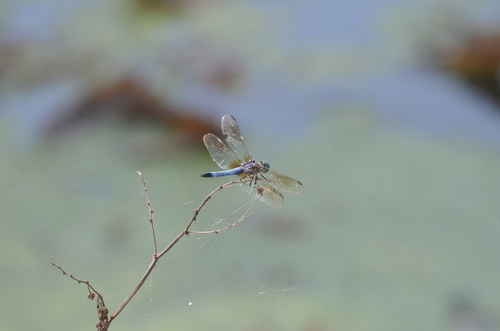 Blue Dasher