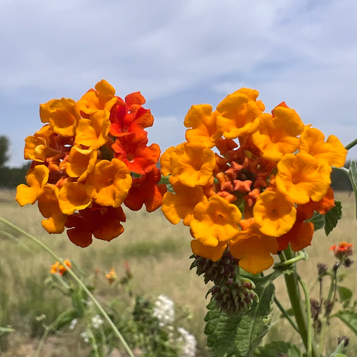 Texas lantana