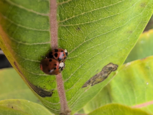 Asian Lady Beetle