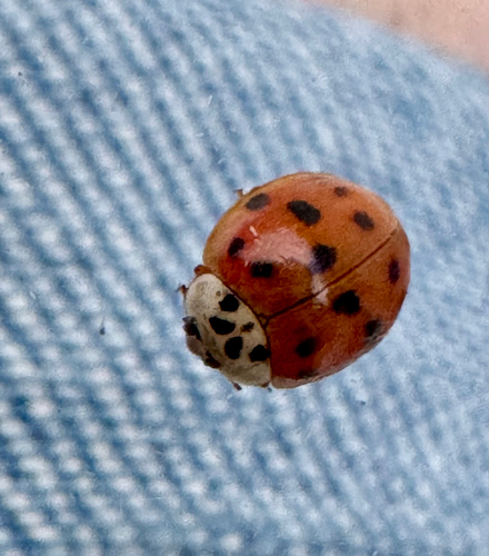 Asian Lady Beetle