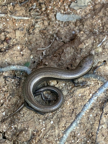 European Copper Skink