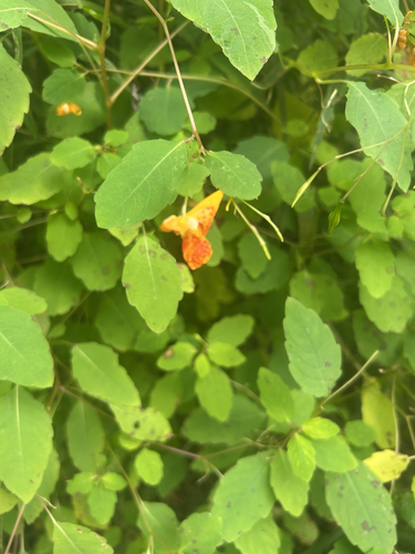 common jewelweed