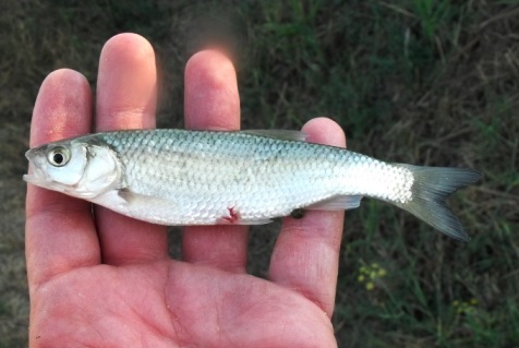 Italian Chub