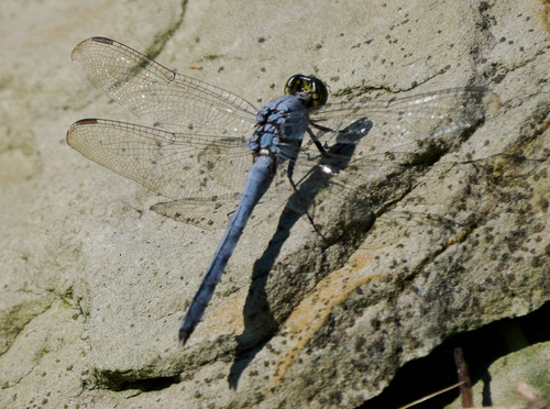 Eastern Pondhawk