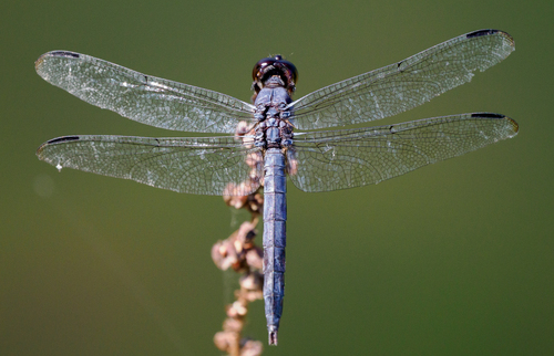 Slaty Skimmer