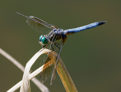 Blue Dasher