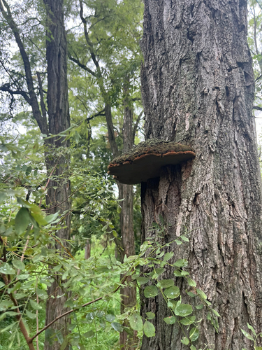 Cracked Cap Polypore