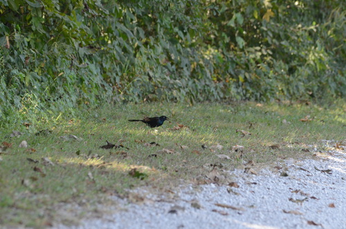 Common Grackle