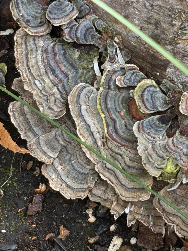 turkey-tail · September 2026 · photo: Photo: no rights reserved · iNaturalist