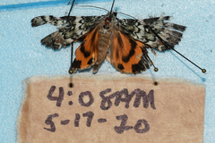 Catocala connubialis