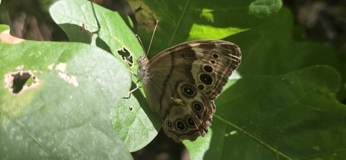 Northern Pearly-eye