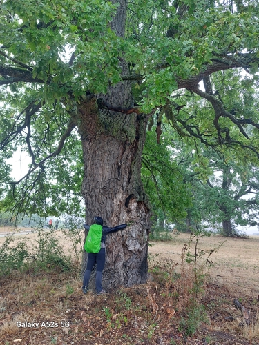 English oak