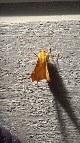 Canary-shouldered Thorn
