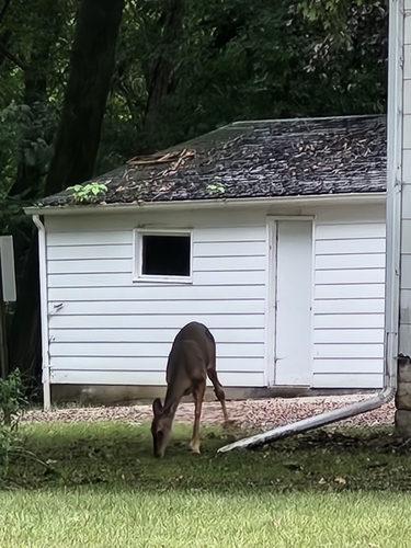 White-tailed Deer