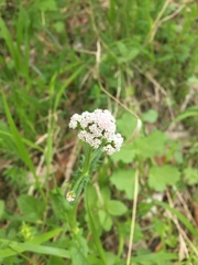 Valeriana dioica