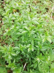 Potentilla erecta