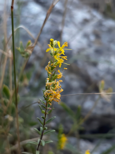 Yellow Odontites