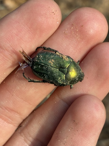 European Rose Chafer
