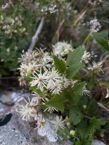 Old man's beard