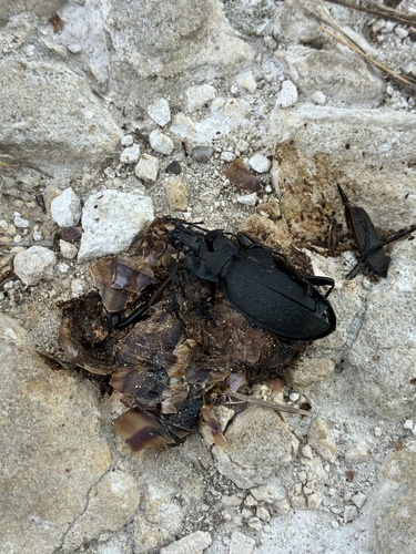 Leather Beetle