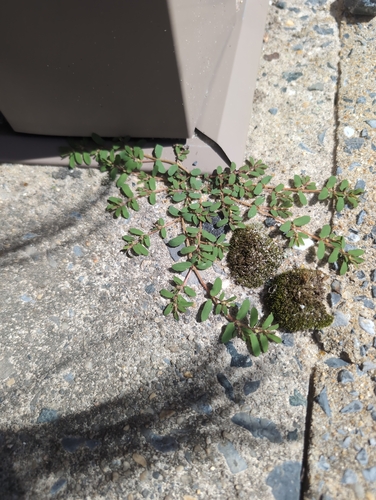 Spotted spurge