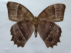Taygetis inconspicua