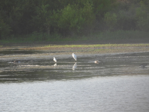 Featured image for “Great Egret”