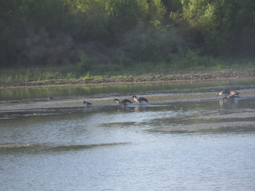 Featured image for “Canada Goose”