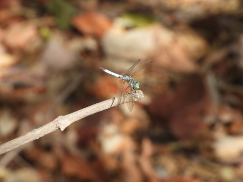 Featured image for “Blue Dasher”