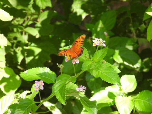 Featured image for “Gulf Fritillary”