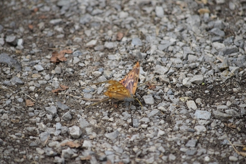 Lesser Purple Emperor